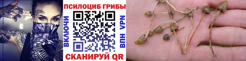 Купить где  Жуковка  Псилоцибиновые грибы мицелий 